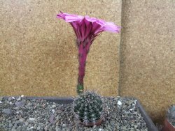 Echinopsis hybrid pot 5,5 cm - 12404537