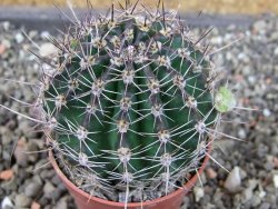 Echinopsis hybrid pot 5,5 cm - 12404538