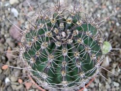 Echinopsis hybrid pot 5,5 cm - 12404539