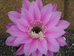 Echinopsis hybrid pot 5,5 cm