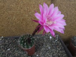 Echinopsis hybrid pot 5,5 cm - 12404541