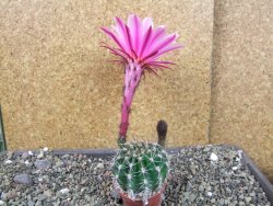 Echinopsis hybrid pot 5,5 cm - 12404542