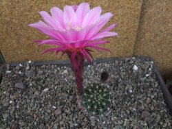 Echinopsis hybrid pot 5,5 cm - 12404543