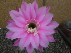 Echinopsis hybrid pot 5,5 cm - 12404544