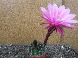 Echinopsis hybrid pot 5,5 cm - 12404545