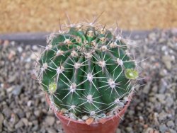 Echinopsis hybrid pot 5,5 cm - 12404546