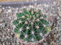 Echinopsis hybrid pot 5,5 cm - 12404547