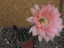 Echinopsis hybrid pot 5,5 cm - 12404548
