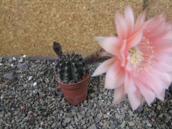 Echinopsis hybrid pot 5,5 cm - 12404550