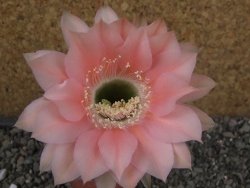 Echinopsis hybrid pot 5,5 cm - 12404551