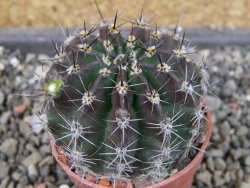Echinopsis hybrid pot 5,5 cm - 12404552