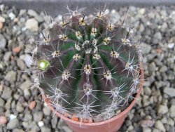 Echinopsis hybrid pot 5,5 cm - 12404553