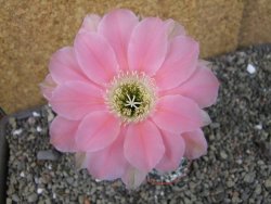 Echinopsis hybrid pot 5,5 cm - 12404555