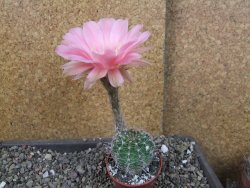 Echinopsis hybrid pot 5,5 cm - 12404556
