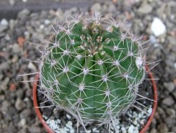 Echinopsis hybrid pot 5,5 cm - 12404557