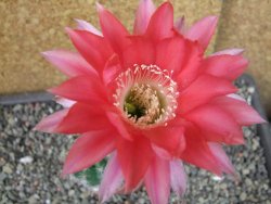 Echinopsis hybrid pot 5,5 cm - 12404559