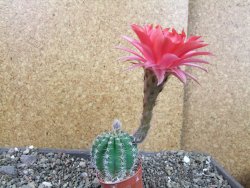 Echinopsis hybrid pot 5,5 cm - 12404560