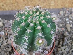 Echinopsis hybrid pot 5,5 cm - 12404561
