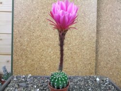 Echinopsis hybrid pot 5,5 cm - 12404563