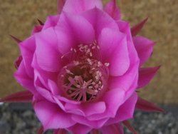 Echinopsis hybrid pot 5,5 cm - 12404564