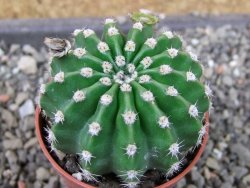 Echinopsis hybrid pot 5,5 cm - 12404565