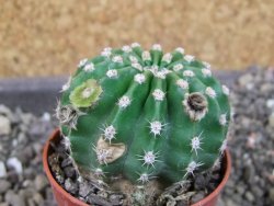 Echinopsis hybrid pot 5,5 cm - 12404566