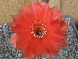 Echinopsis hybrid pot 7 cm - 12404568
