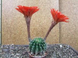 Echinopsis hybrid pot 7 cm - 12404570