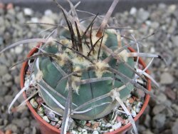 Gymnocalycium armatum LH1431 Pajcho centro, Tarija, pot 5,5 cm - 12404579
