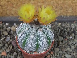 Astrophytum X Super Kabuto pot 5,5 cm