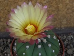 Astrophytum X asterias nudum pot 5,5 cm - 12404585