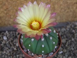 Astrophytum X asterias nudum pot 5,5 cm