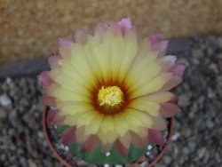 Astrophytum X asterias nudum pot 5,5 cm - 12404587