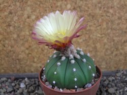 Astrophytum X asterias nudum pot 5,5 cm - 12404588