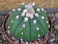 Astrophytum X asterias nudum pot 5,5 cm - 12404589