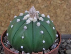 Astrophytum X asterias nudum pot 5,5 cm - 12404590