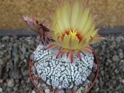 Astrophytum Z Jasenné pot 6,5 cm - 12404591