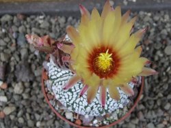 Astrophytum Z Jasenné pot 6,5 cm - 12404592