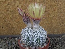 Astrophytum Z Jasenné pot 6,5 cm - 12404593