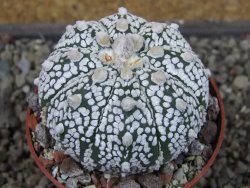 Astrophytum Z Jasenné pot 6,5 cm - 12404594