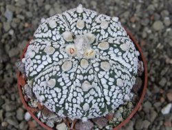 Astrophytum Z Jasenné pot 6,5 cm