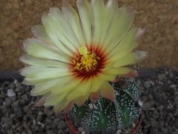 Astrophytum Z Jasenné pot 5,5 cm - 12404596