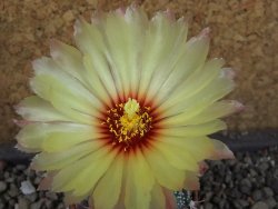 Astrophytum Z Jasenné pot 5,5 cm - 12404597