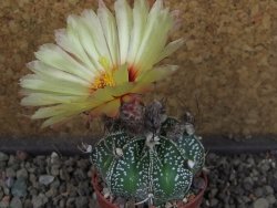 Astrophytum Z Jasenné pot 5,5 cm - 12404598