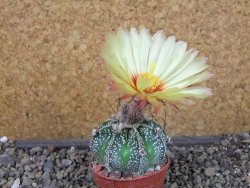 Astrophytum Z Jasenné pot 5,5 cm - 12404600