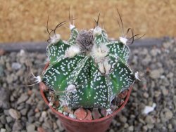 Astrophytum Z Jasenné pot 5,5 cm - 12404601