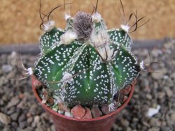 Astrophytum Z Jasenné pot 5,5 cm