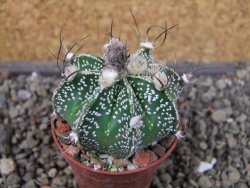 Astrophytum Z Jasenné pot 5,5 cm - 12404603
