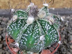 Astrophytum Z Jasenné pot 5,5 cm - 12404604
