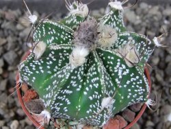 Astrophytum Z Jasenné pot 5,5 cm - 12404605